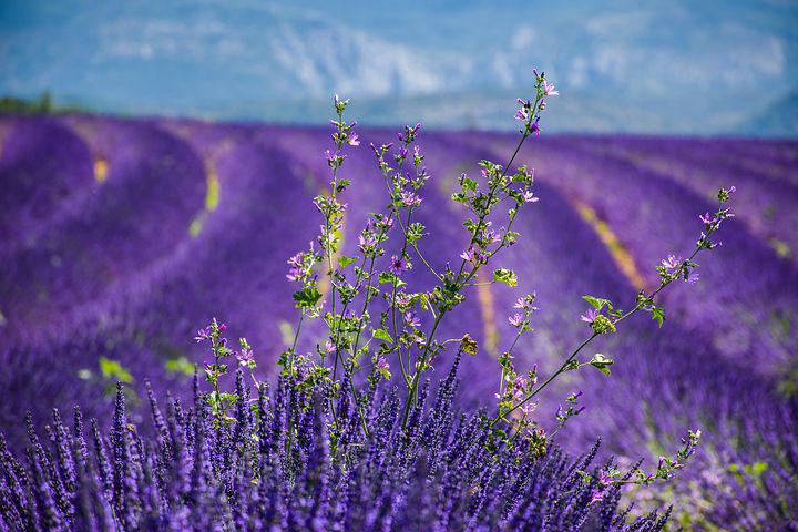 alpes_de_haute-provence