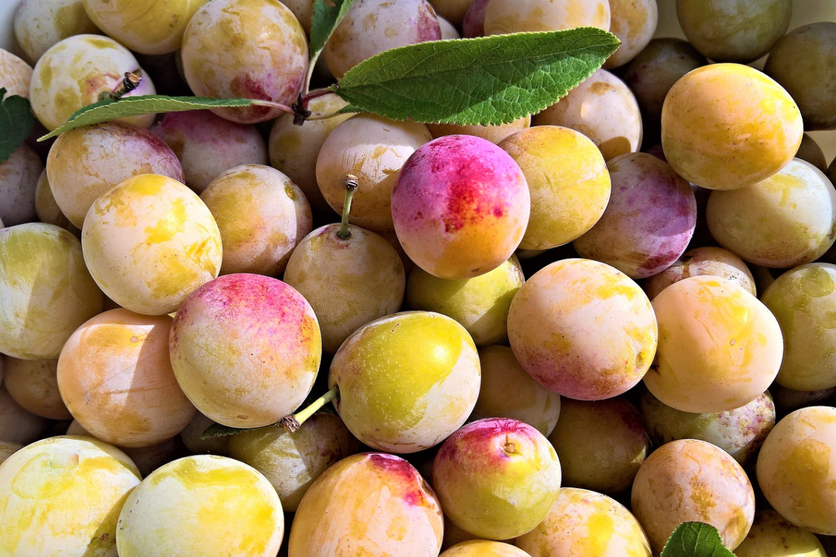 mirabelles