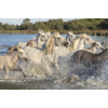 camargue